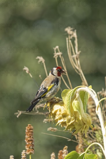 European goldfinch (Carduelis carduelis), also known as goldfinch, sitting on a faded sunflower, Wilhelmsburg, Hamburg, Germany, Europe