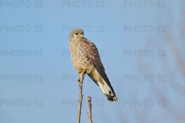 Common kestrel (Falco tinnunculus), Lower Saxony, Germany, Europe