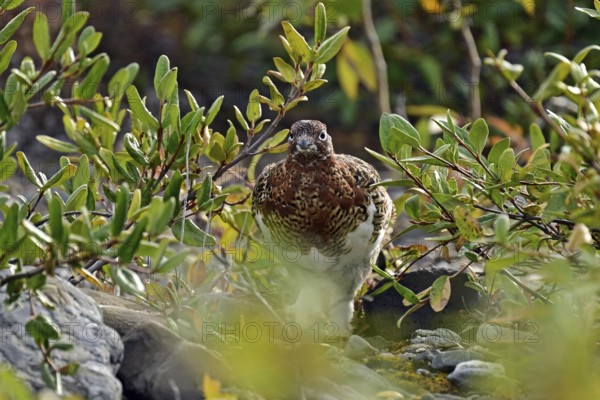 Willow ptarmigan (Lagopus lagopus) already with half of its winter plumage looking through the autumn coloured bushes, Denali National Park