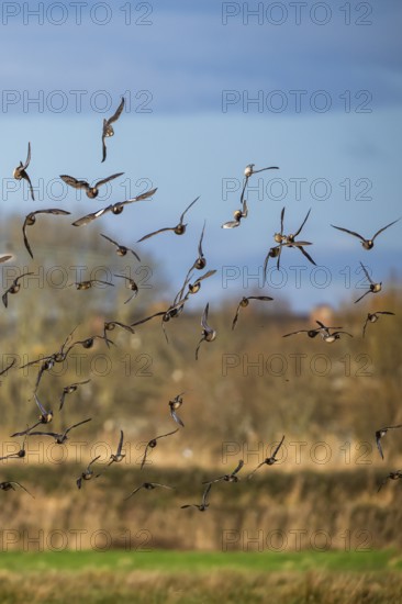 Peregrine Falcon during an attack on a flock of ducks, Eurasian Wigeon and Eurasian Teal