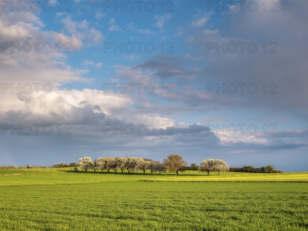 Sun-drenched landscape with lush green fields, trees and cloudy skies, Hesse, Germany, Europe