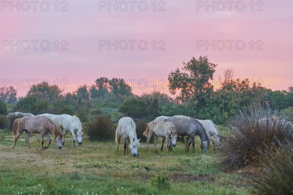 A herd of white Camargue horses grazing on a green meadow, the sky shows pink shades in the sunset, Camargue, France, Europe