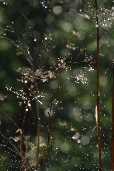 Watering the garden, early September, Germany, Europe