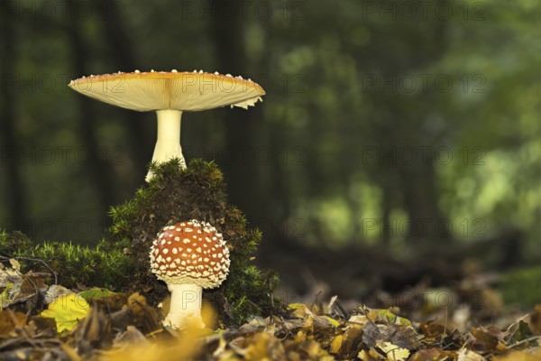 Two fly agarics (Amanita muscaria) in an autumn forest with moss-covered ground and leaves, Hesse, Germany, Europe