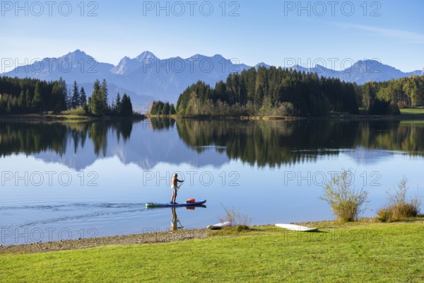 A person paddles with a surfboard on a calm lake with mountains and forest in the background, Forggensee, Ostallgäu, Allgäu, Bavaria, Germany, Europe