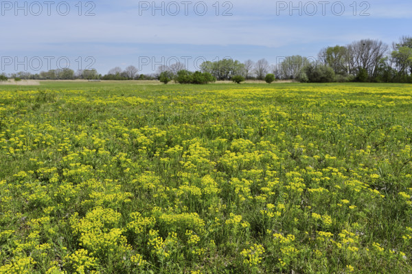 Field of flowering cypresses, spurge (Euphorbia cyparissias), Lake Neusiedl National Park, Seewinkel, Burgenland, Austria, Europe