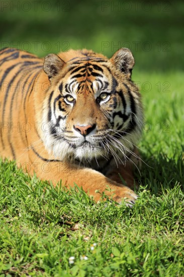 Sumatran tiger (Panthera tigris sumatrae), adult male portrait alert, Sumatra