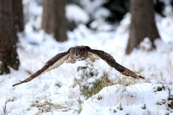 Eurasian Eagle-owl (Bubo bubo), adult flying in winter, in the snow, Zdarske Vrchy, Bohemian-Moravian Highlands, Czech Republic, Europe