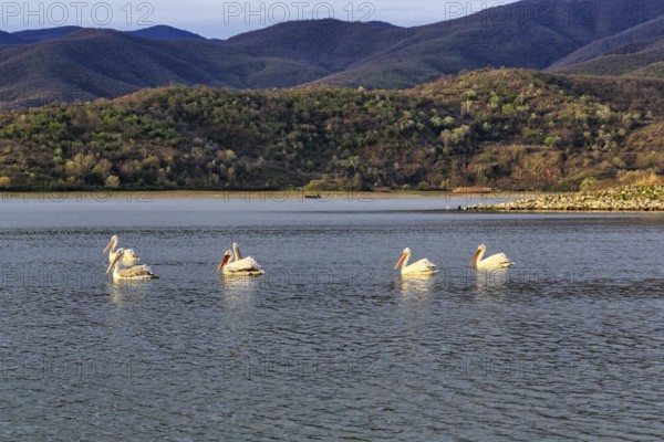 Several Dalmatian Pelicans (Pelecanus crispus) in the morning light, Lake Kerkini, Lake Kerkini, Central Macedonia, Greece, Europe