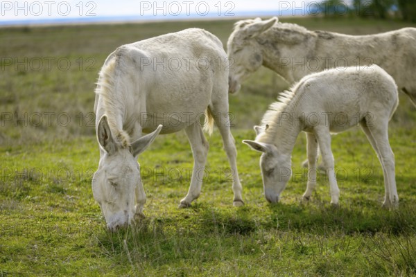 A group of white donkeys, baroque donkeys, grazing quietly together in a meadow, Lake Neusiedl National Park, Burgenland, Austria, Europe