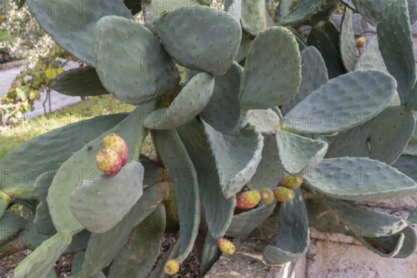 Prickly pear, Apulia, Italy, Europe