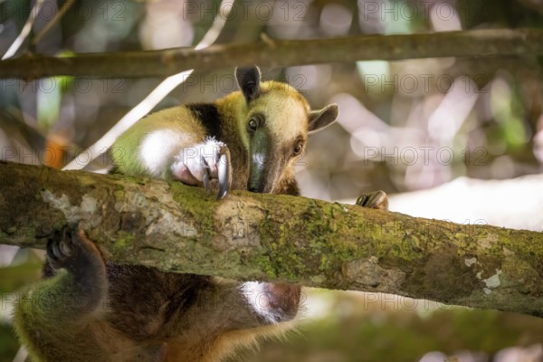 Northern tamandua (Tamandua mexicana), anteater foraging on a branch, in the rainforest, Corcovado National Park, Osa, Puntarena Province, Costa Rica, Central America