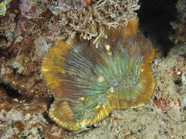 Coloured bead coral (Open brain coral) on a sandy seabed, dive site Prapat, Penyapangan, Bali, Indonesia, Asia