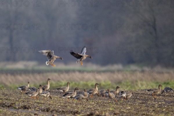 Bean geese (Anser fabalis), flying, Emsland, Lower Saxony, Germany, Europe