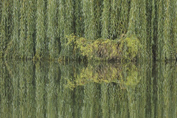 Green Babylon willow (Salix babylonica) with branches and twigs on the banks of the Lahn and reflection, hanging down, nature, structure, green, water, old town, Limburg, Hesse, Germany, Europe