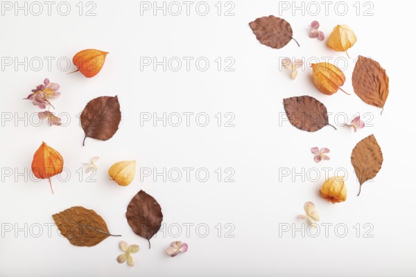 Composition with yellow and brown beech autumn leaves, physalis and hydrangea flowers, mockup on white background. Blank, flat lay, top view, still life, copy space