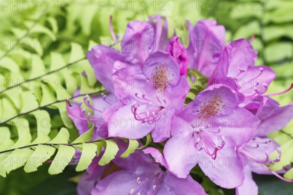 Rhododendron (azalea) flowers of various colors in the spring garden. Closeup. Blurred background