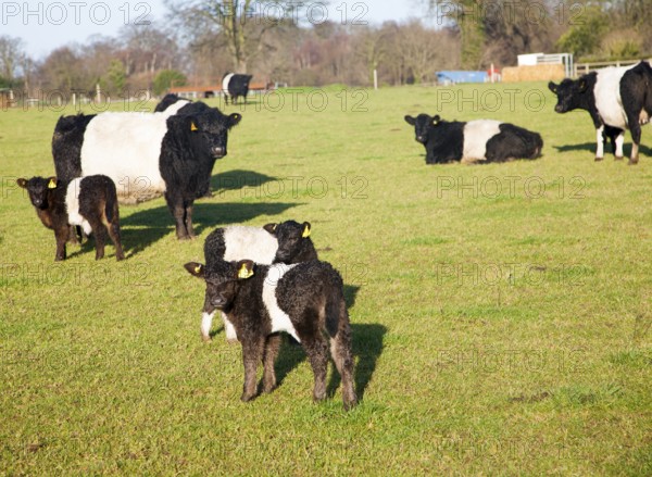 Rare breed Belted Galloway beef cattle herd at Lux farm, Kesgrave, Suffolk, England, United Kingdom, Europe