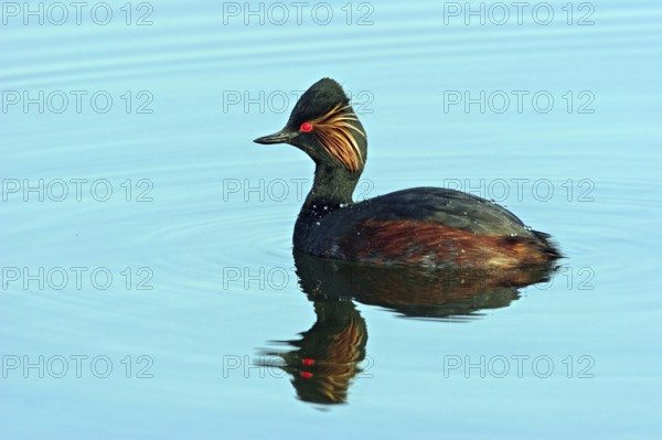 Black-necked grebe (Podiceps nigricollis), swimming in the water, Hides de El Taray / Floating Hide, Villafranca de los Caballeros, Castilla La Mancha / Toledo, Spain, Europe