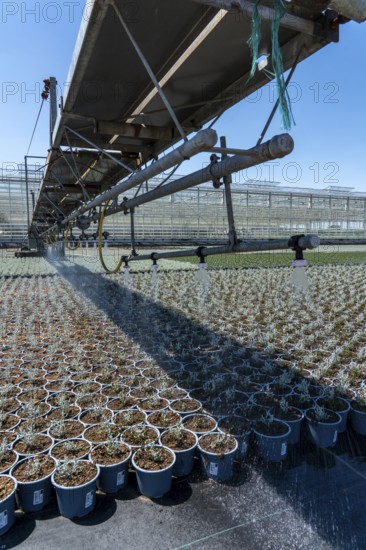 Horticultural business, irrigation with a sprinkler system, mobile on wheels in the open air, various types of potted plants grow here to be sold in flower shops, supermarkets, DIY stores, garden centres, North Rhine-Westphalia, Germany, Europe