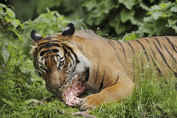 Sumatran tiger (Panthera tigris sumatrae), feeding, captive, occurring on Sumatra, Indonesia, Asia