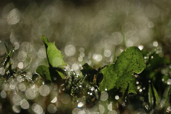 Summer meadow with morning dew, Germany, Europe