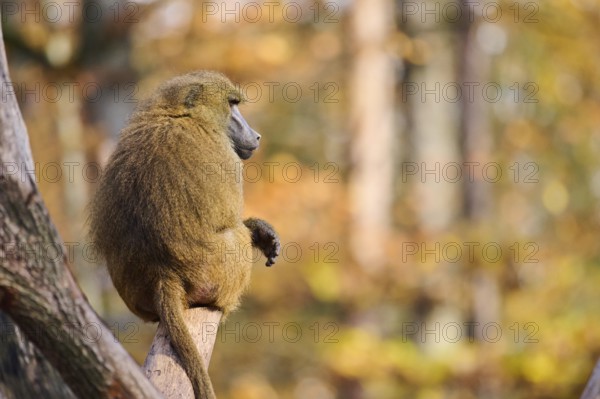 Guinea baboon (Papio papio) sitting on a tree trunk, Bavaria, Germany Europe