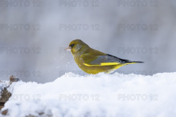 European greenfinch (Chloris chloris), Germany, Europe