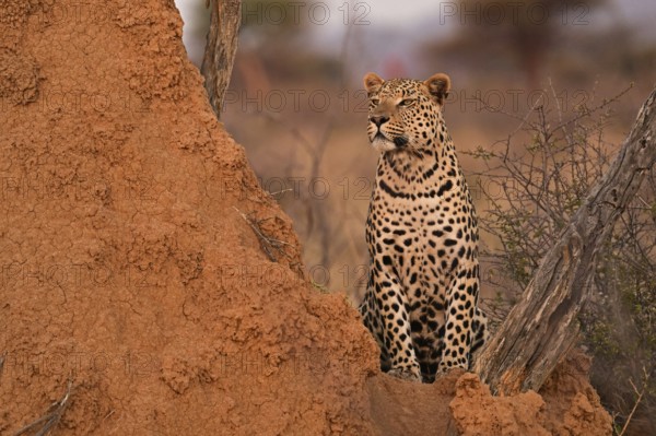 Leopard (Panthera pardus), standing in the soft evening light next to a termite mound, Okonjima Game Farm, Namibia, Africa