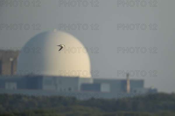 Sandwich tern (Thalasseus sandvicensis) adult bird in flight carrying a fish in its beak with Sizewell B nuclear power station in the background, RSPB Minsmere nature reserve, Suffolk, England, United Kingdom, Europe