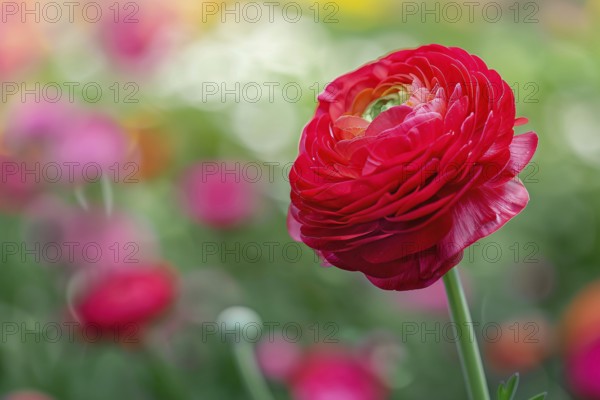 Ingle red Ranunculus flower on blurry background with copy space. KI generiert, generiert, AI generated