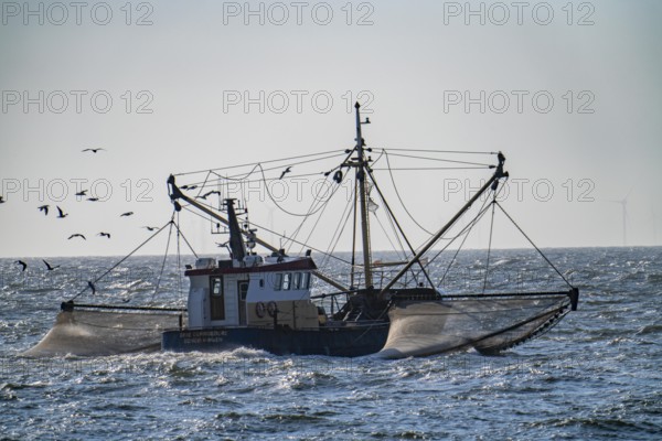 Shrimp cutter SCH-10 Drie Gebroeders, off the coast of Scheveningen, The Hague, with spread nets, sailing boat, Netherlands