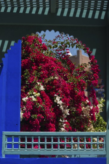 Majorelle Garden, botany, bougainvillea, flora, plant, botany, tropical, climate, architecture, indigo, blue, tree, park, decoration, attraction, travel, holiday, Marrakech, Morocco, Africa