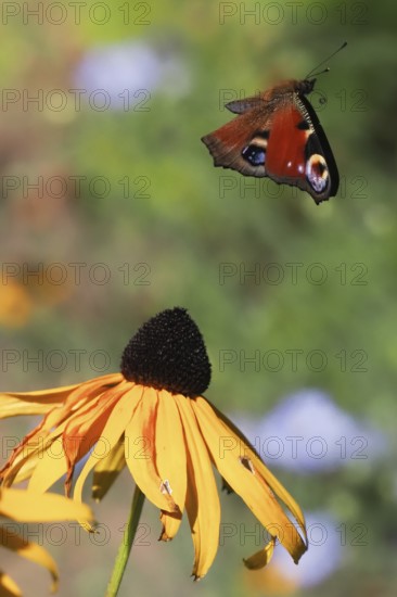 A european peacock (Inachis io) flies over a yellow flower, coneflower (Rudbeckia fulgida), in a natural environment, Hesse, Germany, Europe