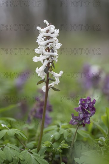 Hollow larkspur (Corydalis cava), Bad Iburg, Lower Saxony, Germany, Europe