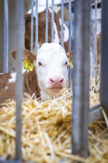 Young calf looks curiously through bars in the stable area, Haselstaller Hof, Gechingen, Black Forest, Germany, Europe