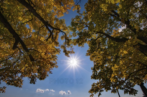 Backlit photograph of treetops of chestnuts with autumn leaves, Bavaria, Germany, Europe