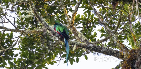 Resplendent quetzals (Pharomachrus mocinno) sitting on a tree in the cloud forest, Parque Nacional Los Quetzales, Costa Rica, Central America