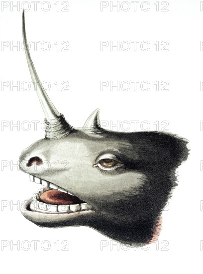 The head of a rhinoceros with overgrown horn, thought to be a unicorn, 1822, Litho by Clark after Campbell, Historical, digitally restored reproduction from a 19th century original, Record date not stated