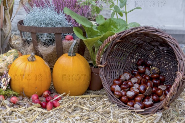 Autumnal still life with pumpkins, chestnuts, heather and ornamental apples on straw, North Rhine-Westphalia, Germany, Europe