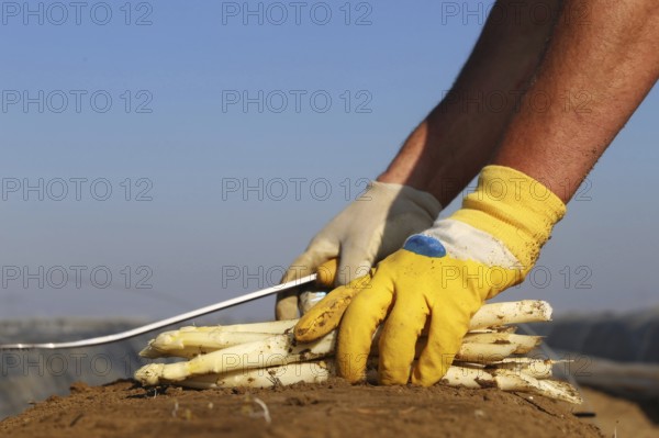 Agriculture asparagus harvest in a field near Mutterstadt, Rhineland-Palatinate