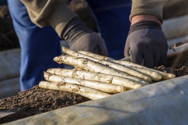 Asparagus harvest at farmer Hartmut Magin's in Mutterstadt, Rhineland-Palatinate