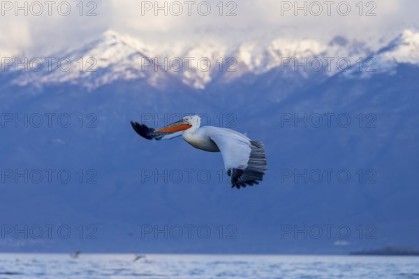 Dalmatian pelican (Pelecanus crispus), flying, snow-capped mountains in the background, magnificent plumage, Lake Kerkini, Greece, Europe