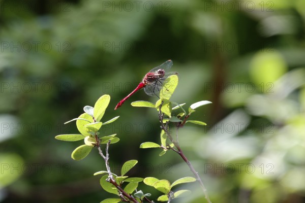 Dragonfly, Summer, Saxony, Germany, Europe