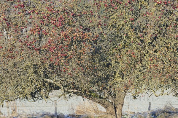 Apple tree (Malus domestica) in winter with eaten red apples, food source for wild animals, North Rhine-Westphalia, Germany, Europe