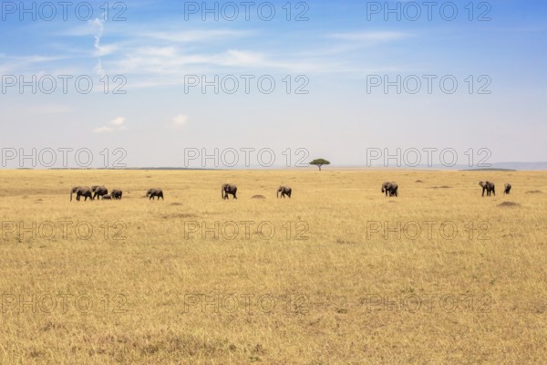 Herd of African bush elephants (Loxodonta africana) walking on the savanna in east africa with a single tree in the horizon, Maasai Mara National Reserve, Kenya, Africa