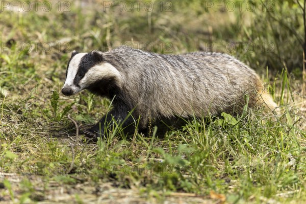 A badger moving through the grass in an open area, european badger (Meles meles), Germany, Europe