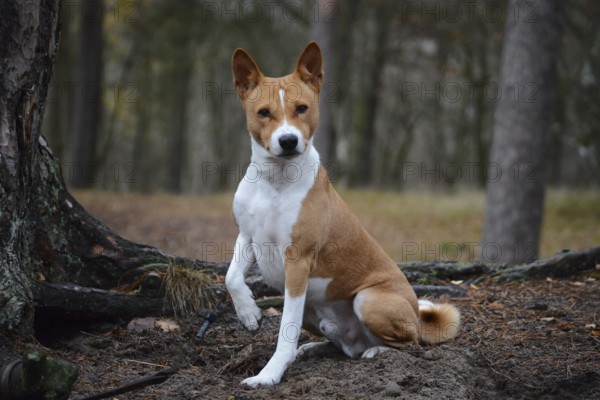 Basenji or Congo Terrier (Canis lupus familiaris), attentive, male, outdoors in a forest in Ystad, Skåne County, Sweden, Scandinavia, Europe