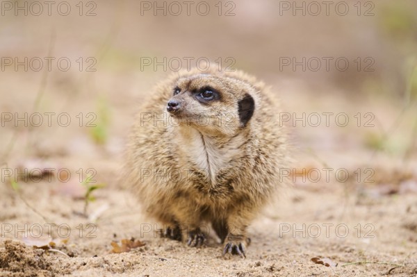 Meerkat (Suricata suricatta) standing on the ground, Bavaria, Germany, Europe