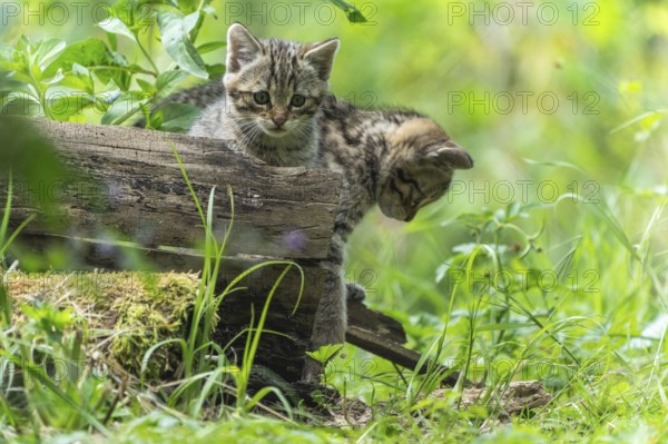 Two kittens playing on a log in a green forest, wildcat (Felis silvestris), kittens, Germany, Europe